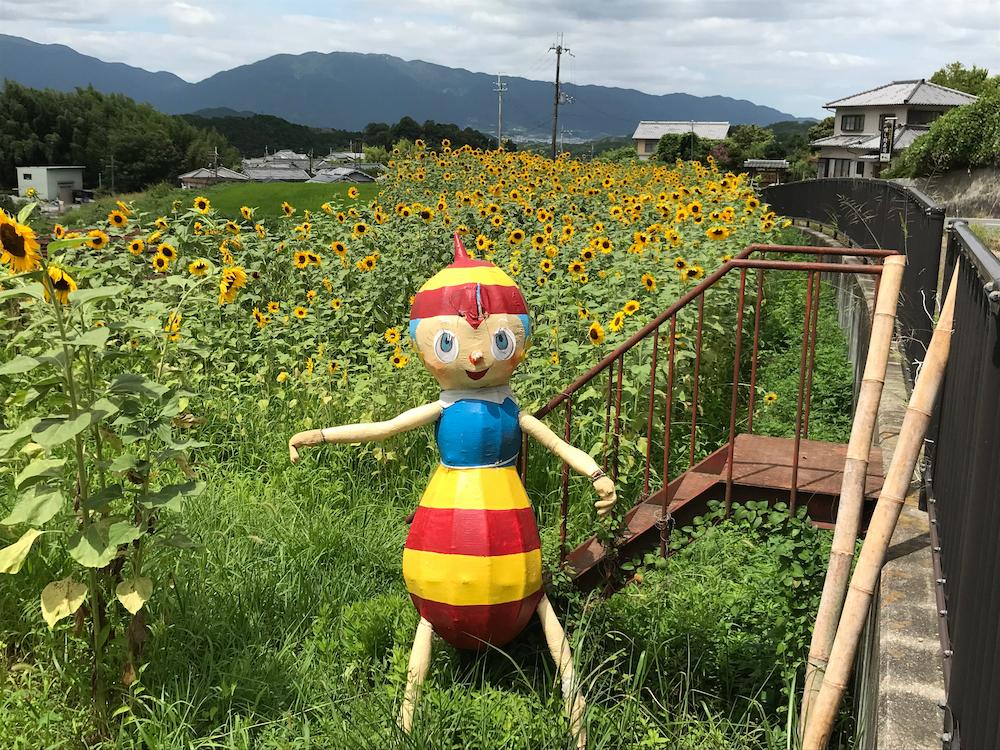 高取町〉夏の強烈な日差しにも負けず、元気いっぱいに咲くヒマワリ