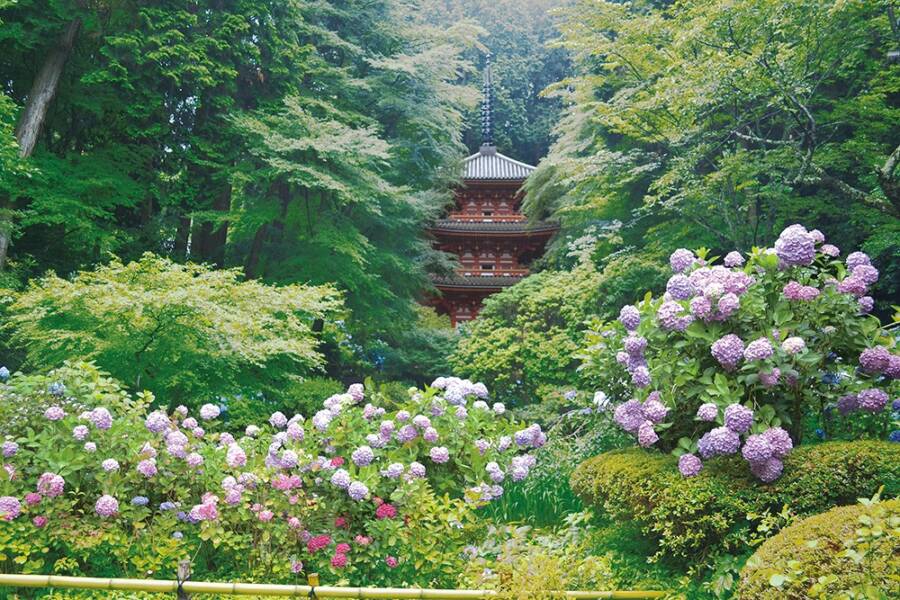 紫陽花 岩船寺のあじさい 京都 木津川 Narakko 奈良っこ