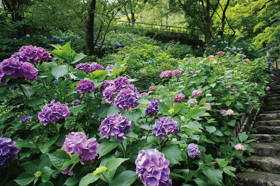 紫陽花 長谷寺のあじさい 桜井市 Narakko 奈良っこ