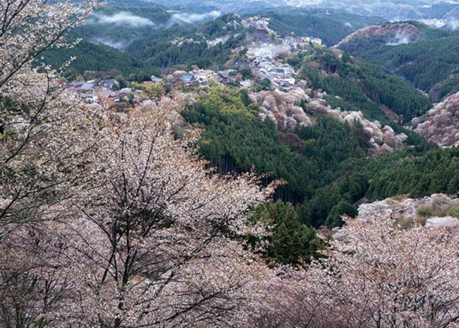 桜 吉野山 吉野町 Narakko 奈良っこ 桜 吉野山 吉野町 Narakko 奈良っこ