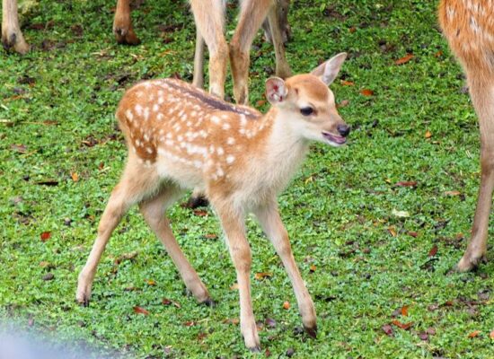 2305naradeer_june_event3