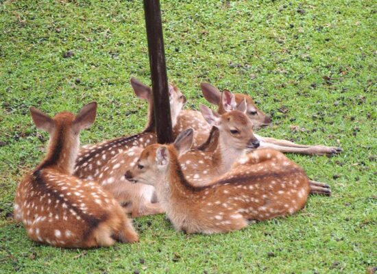子鹿たちがぎゅっと集まる姿はまるで鹿だんご