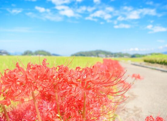 写真は大官大寺跡よりももう少し南の場所（2018年頃の撮影）